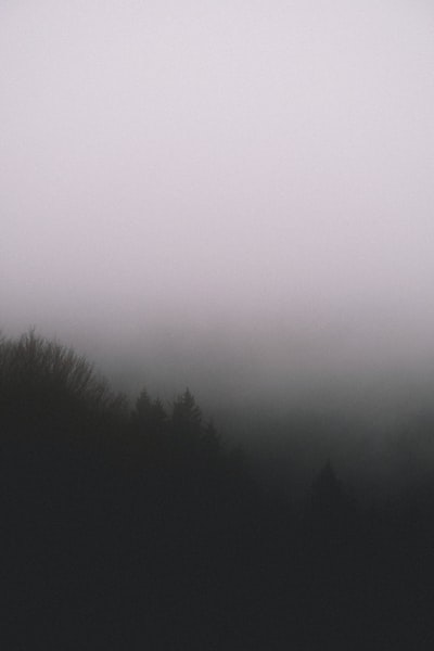雾中树影